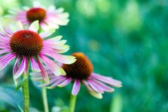【春が植えどき】西日と暑さに強い多年草3選　庭に馴染めば「ほぼ植えっぱなし」で美しい花を楽しめる