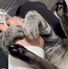「人間でいうと24歳くらい」とは思えない…！？猫の甘え仕草が赤ちゃんすぎてかわいい