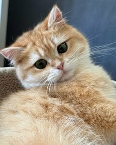 気品あふれる猫の「舌のしまい忘れ」がギャップ満点でほっこり…「あら、かわいい」の声