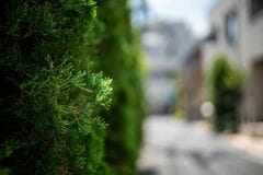近所の雑草の茂みでカラフルな果実を発見 自然界のものとは思えない不思議な色の理由とは