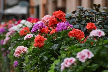 1鉢で玄関先やベランダがおしゃれ！鉢植えの定番花【ゼラニウム】種類