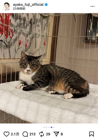 藤あや子「新たな家族」保護した外猫を紹介！「とっても素敵」「幸せな