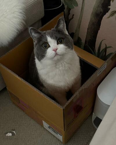 起きたら箱に入っていた猫ちゃんが……