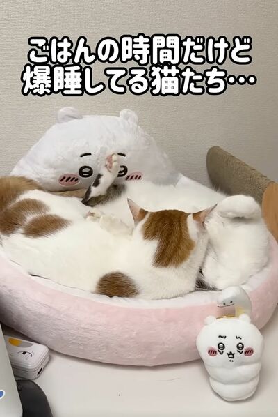ベッドで爆睡するチロくんとトロくん