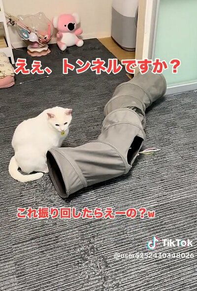 投稿の画像