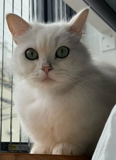 美猫のももくん