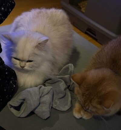 「脱いだソックスの護り神」な2匹