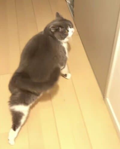 ＠maru0920bさんを見ながら、右後ろ脚をピーン