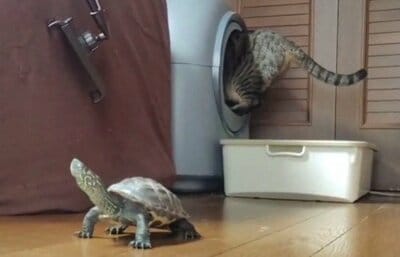 「誰も近づかせない！」としっかり「警備」する軍曹くん