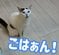 【びっくり】“おしゃべりする猫”が注目の的に「よくしゃべってる」「進化してる」と反響続々