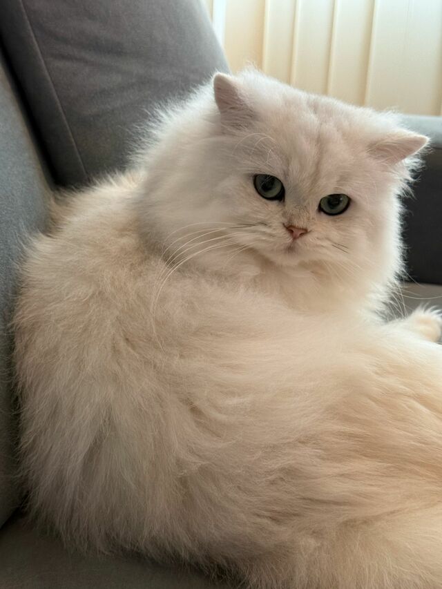 【中に人が入ってる？】いつもは上品な美猫ちゃん→人間っぽいびっくり顔が面白すぎて爆笑！