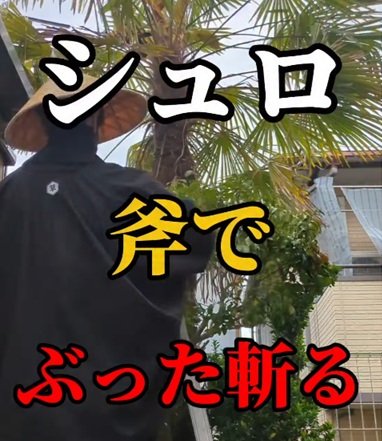 鋭い葉と繊維質の毛で覆われた〈シュロの木〉が…　「手斧一本」で華麗に伐採