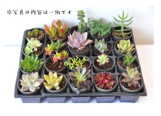 【ふるさと納税返礼品】ガーデニングが楽しみになる！「多肉植物詰め合わせ」「イングリッシュローズ」苗がうれしい！