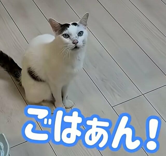 【びっくり】“おしゃべりする猫”が注目の的に「よくしゃべってる」「進化してる」と反響続々