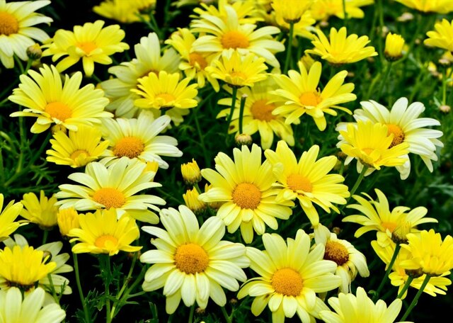 【玄関華やぐ】春の主役は「マーガレット」に決まり。相性の良い寄せ植えパートナー《名脇役2選》