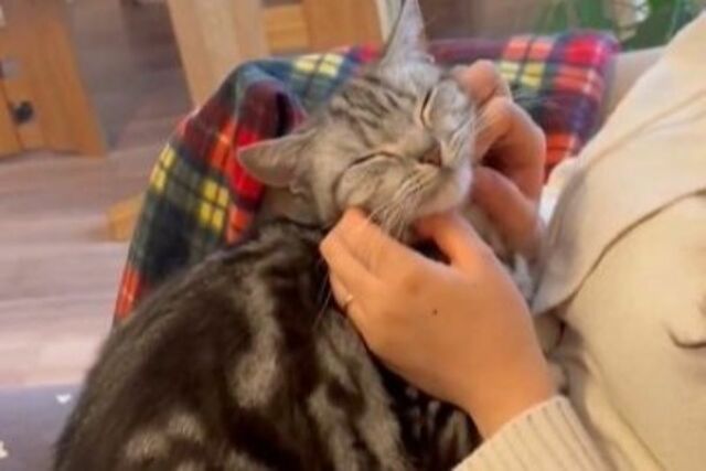 かわいい猫が膝に乗ってきたので、撫でていると…　まさかの行動に思わず悶絶「これは動けね～」