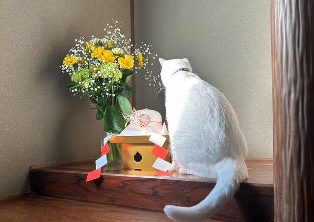 鏡餅をじっと見つめる白猫…予想外の展開と驚きの結末に「最高ですね！」「オーラがすごい」と話題