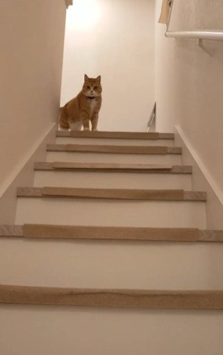 何気ない日常のひとコマがこんなに可愛いなんて…！猫ちゃんの可愛らしさに癒される人続出