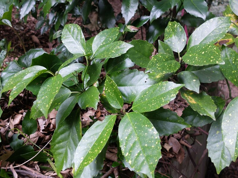 アオキ／筆者撮影