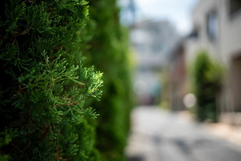 近所の雑草の茂みでカラフルな果実を発見 自然界のものとは思えない不思議な色の理由とは
