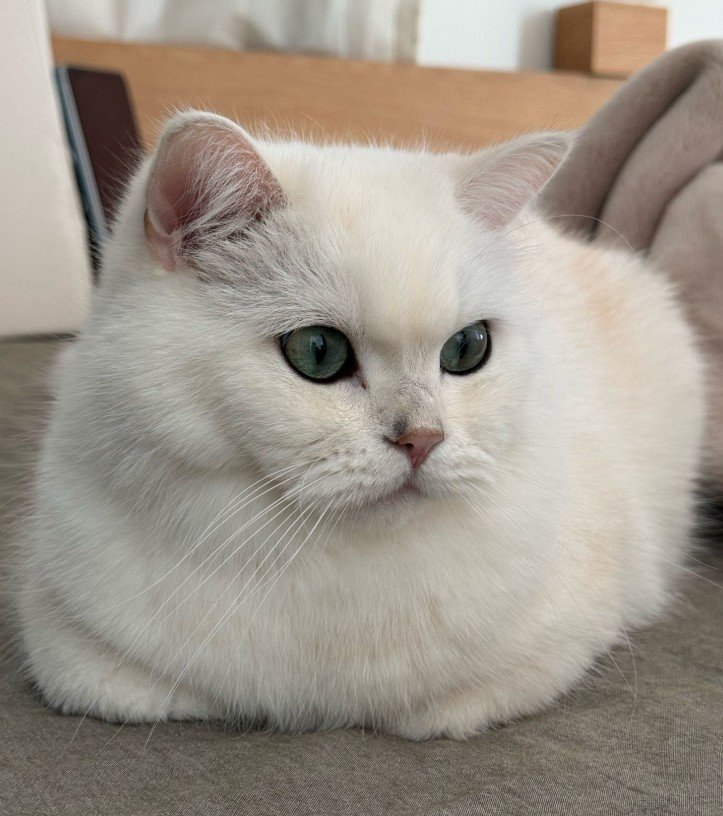 「中におじさん入ってない？」普段は貴公子のような美猫の豪快スタイルに思わず二度見！