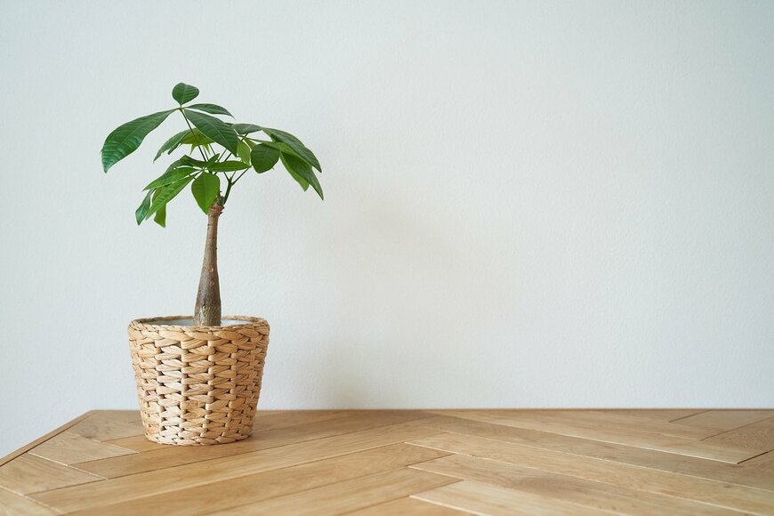 パキラ（TOYPOY/Shutterstock.com）