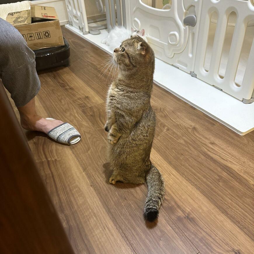 出所：@ponpokopontanu