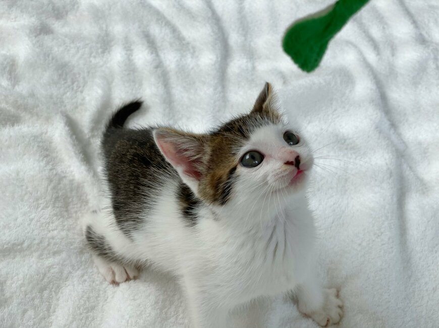 出所：@Saeroyi_cat