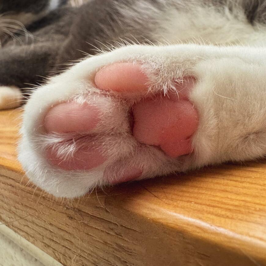 出所：@neko_wagaya