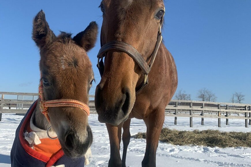 【競馬】ダイワスカーレットとウオッカの血を持つ幼駒　その後の成長具合がSNSで話題に…