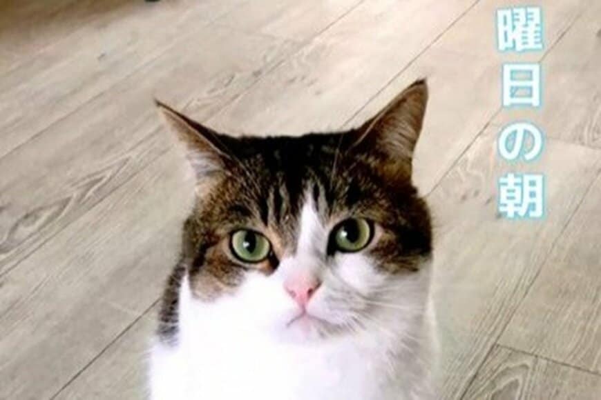 仕事前のパパを見つめる猫ちゃん→まさかの理由に「そっちかい！」とツッコミ