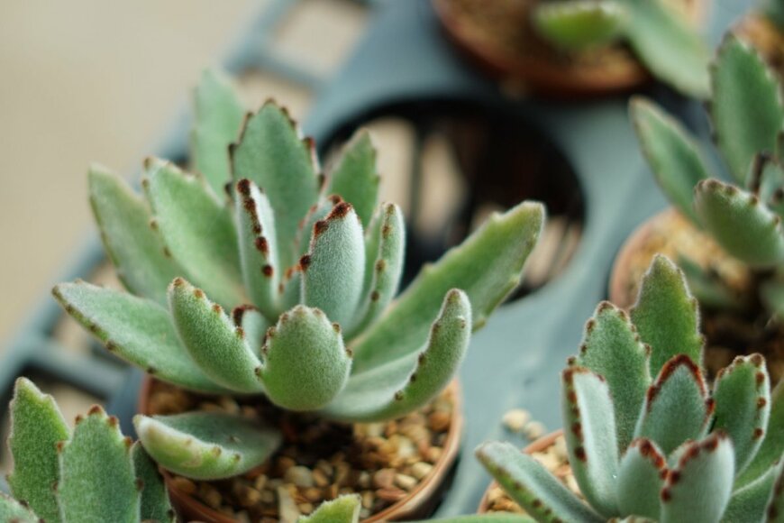 Jiwan02/shutterstock.com