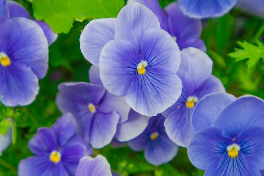 Tomo_kitano/shutterstock.com