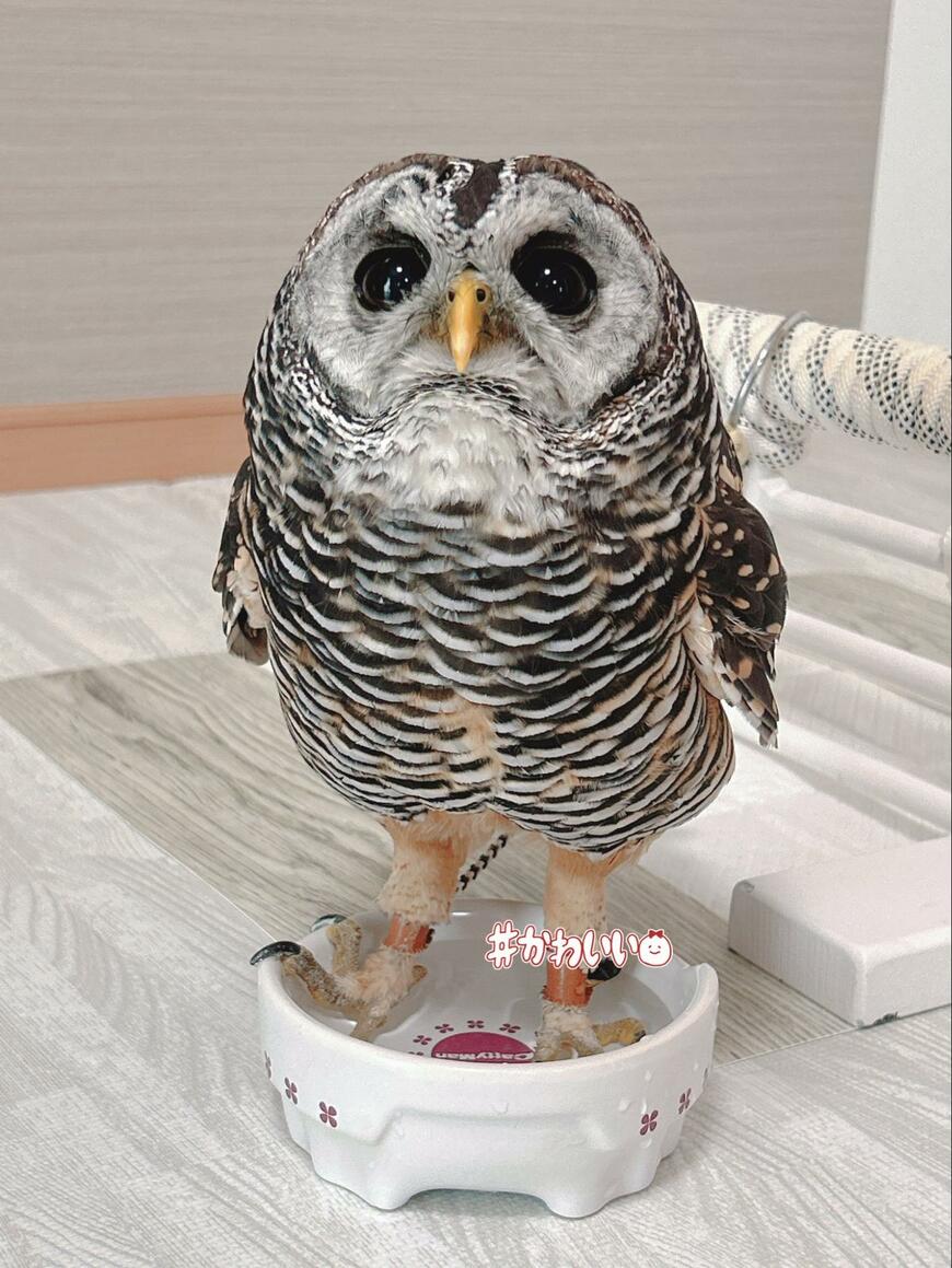 出所：@kanata_akas