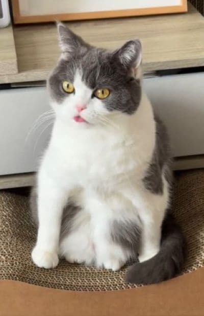 出所：@omochiomoching