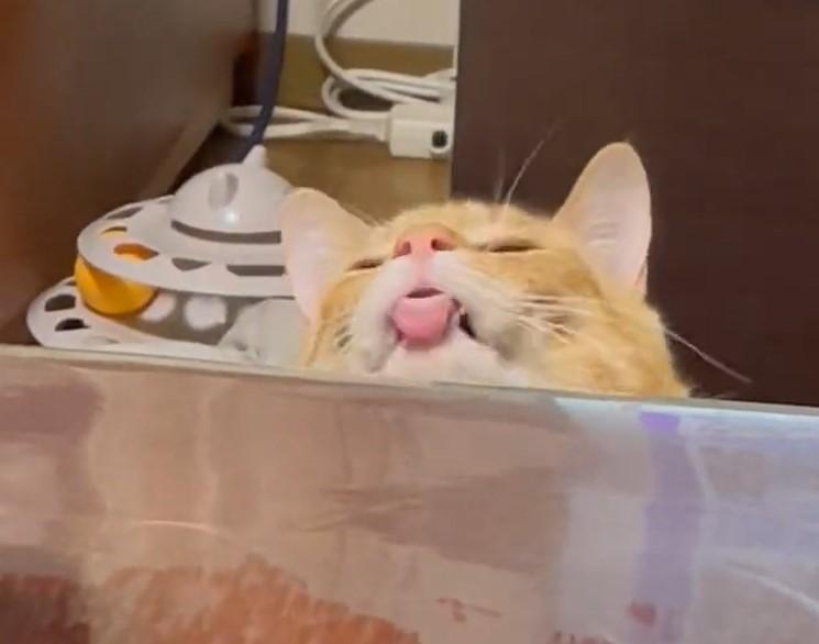 出所：@Beercat_Ana_Dar