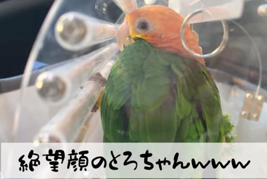 【表情が露骨】病院行きの車内で「絶望したインコ」　帰宅後の「意外な変化」に思わず笑ってしまう