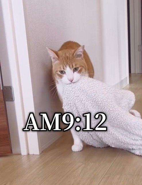 【しれっと借りる猫】ダメなやつで遊んでた！何食わぬ顔の猫ちゃんに思わず爆笑