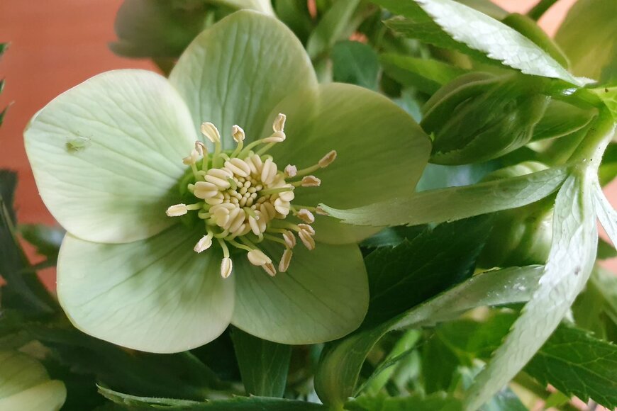 Chiara Paolini/Shutterstock.com