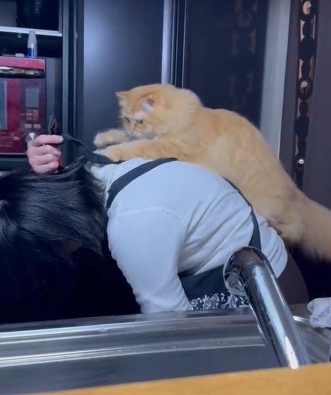 出所：@NEKOLAND13