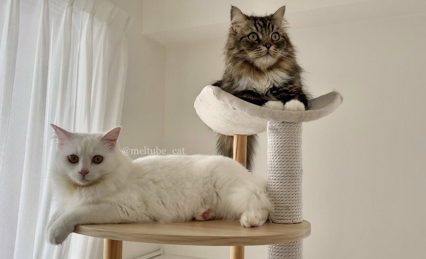 出所：@meltube_cat