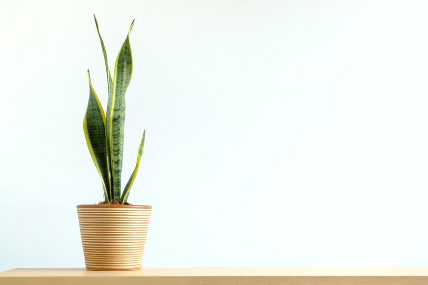 M88/Shutterstock.com