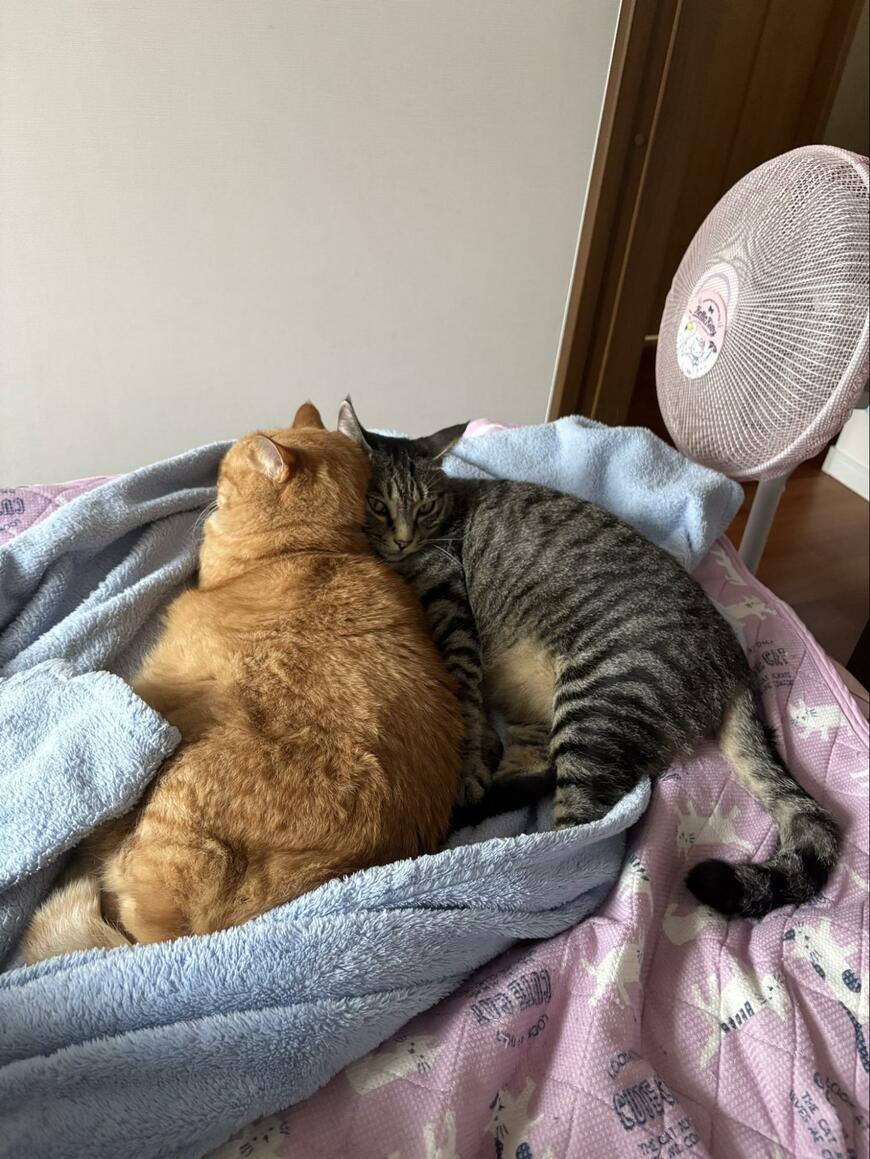 布団で眠る2匹の保護猫…その姿をよく見ると“まさかの視線”にホッコリ