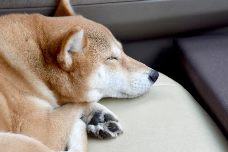 ベッドで横たわる柴犬をよく見ると「目を開けたまま寝ているような姿」がシュール　「これは怖かわいい」