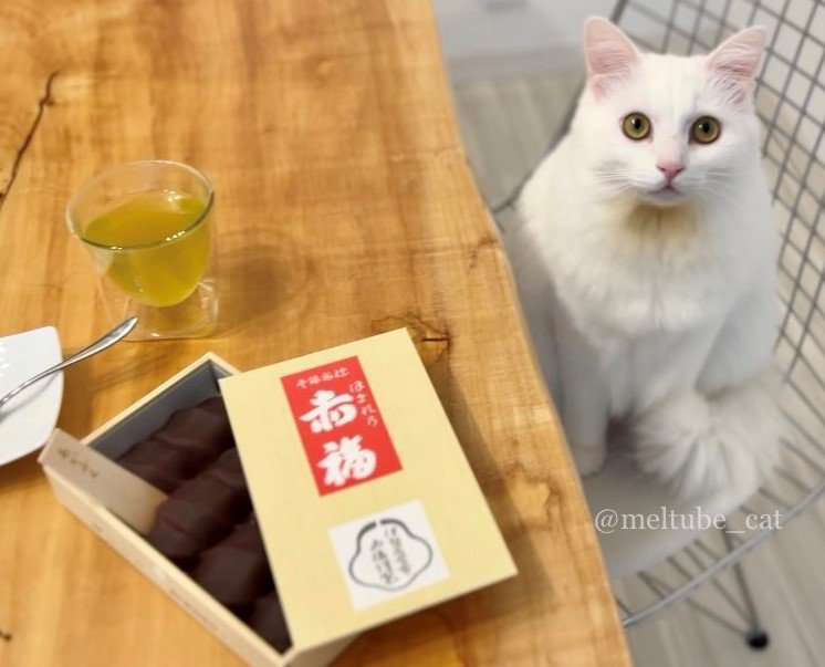 出所：@meltube_cat