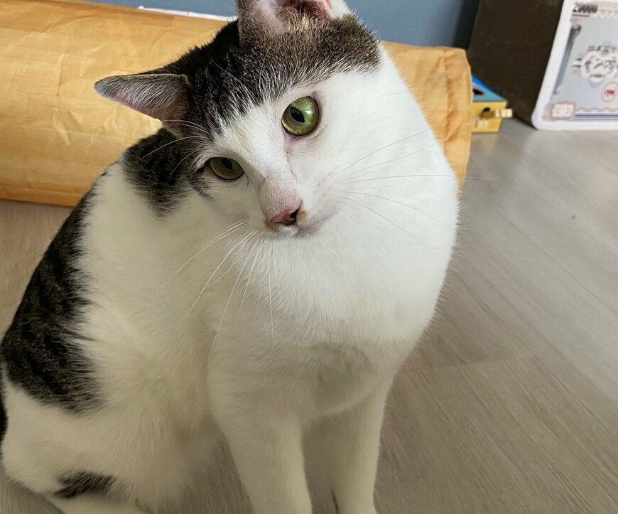 出所：@Saeroyi_cat