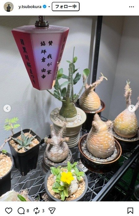 出所：坪倉由幸のInstagram（＠y.tsubokura）　参照日：2026年4月14日