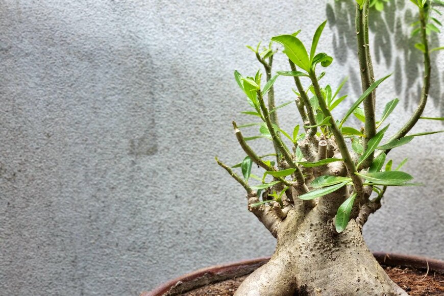 Austin Tony/Shutterstock.com