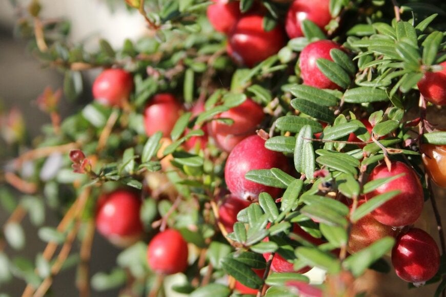 mimi-TOKYO/shutterstock.com