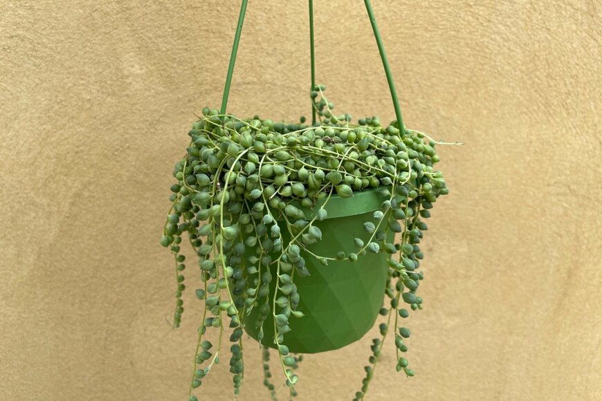 Parijatplant/shutterstock.com